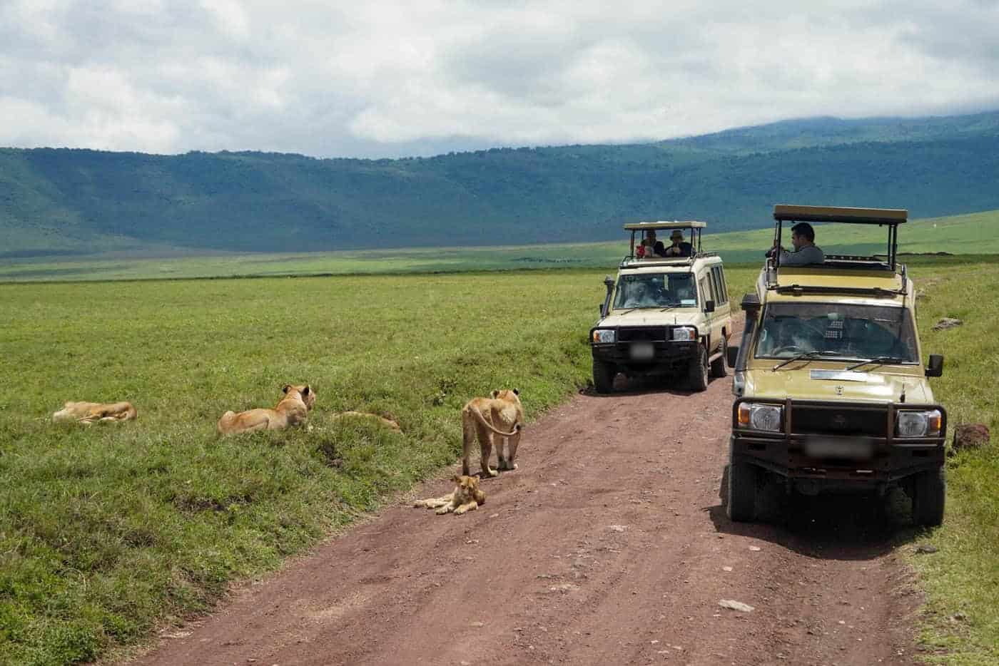 Homepage Bushking Adventures safari vehicles on a game drive in Tanzania